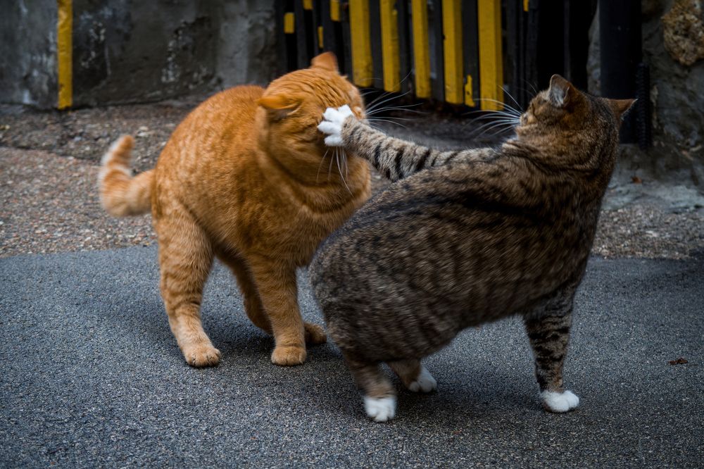 Бьёт — значит, любит! / A Sign of Love