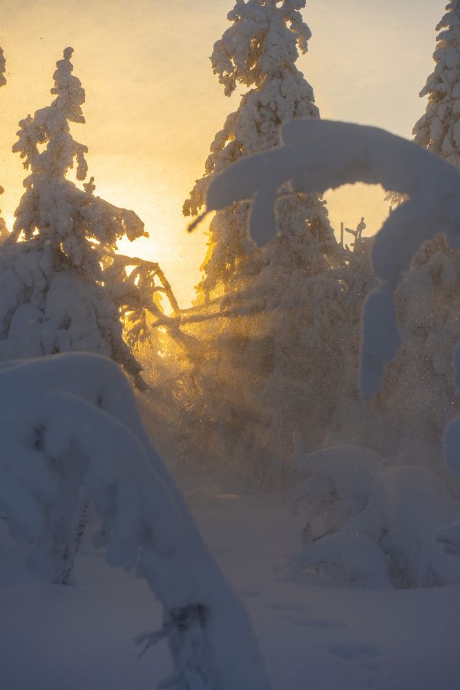 Фотография автора Светлана Зимина