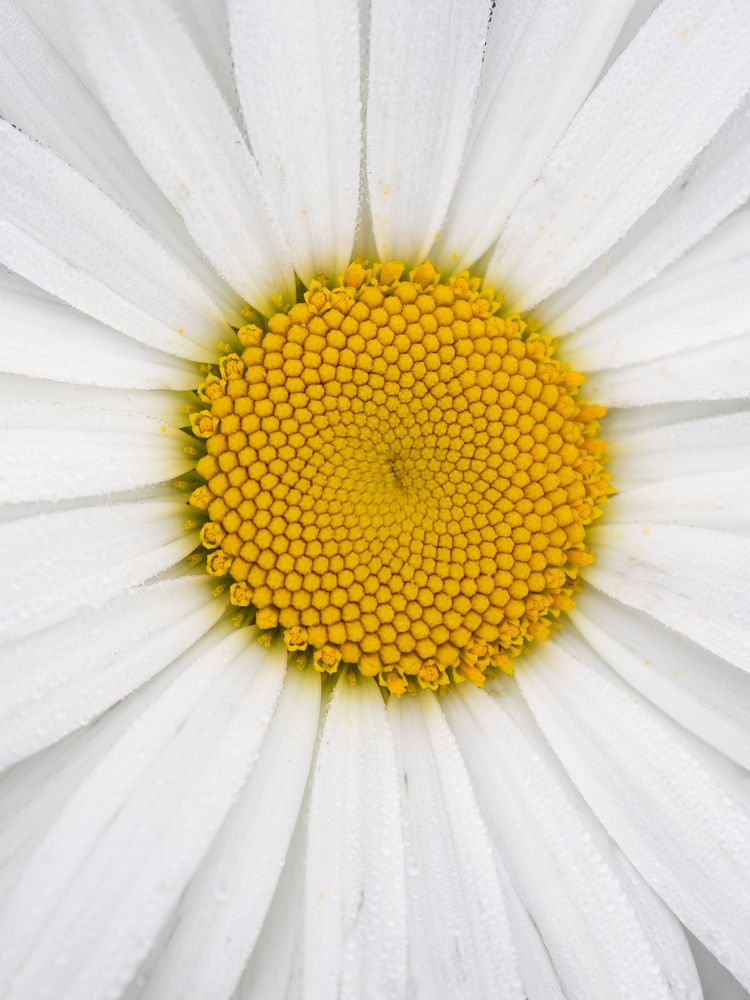 Photograph by Рина Серёгина