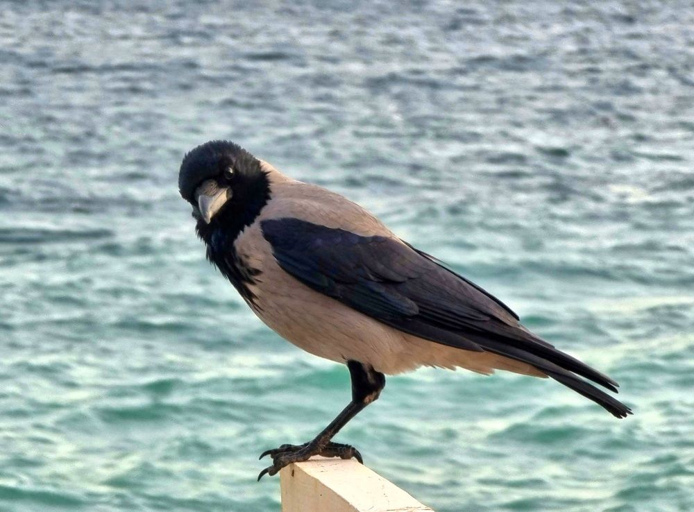 Эй! Крррасотка!