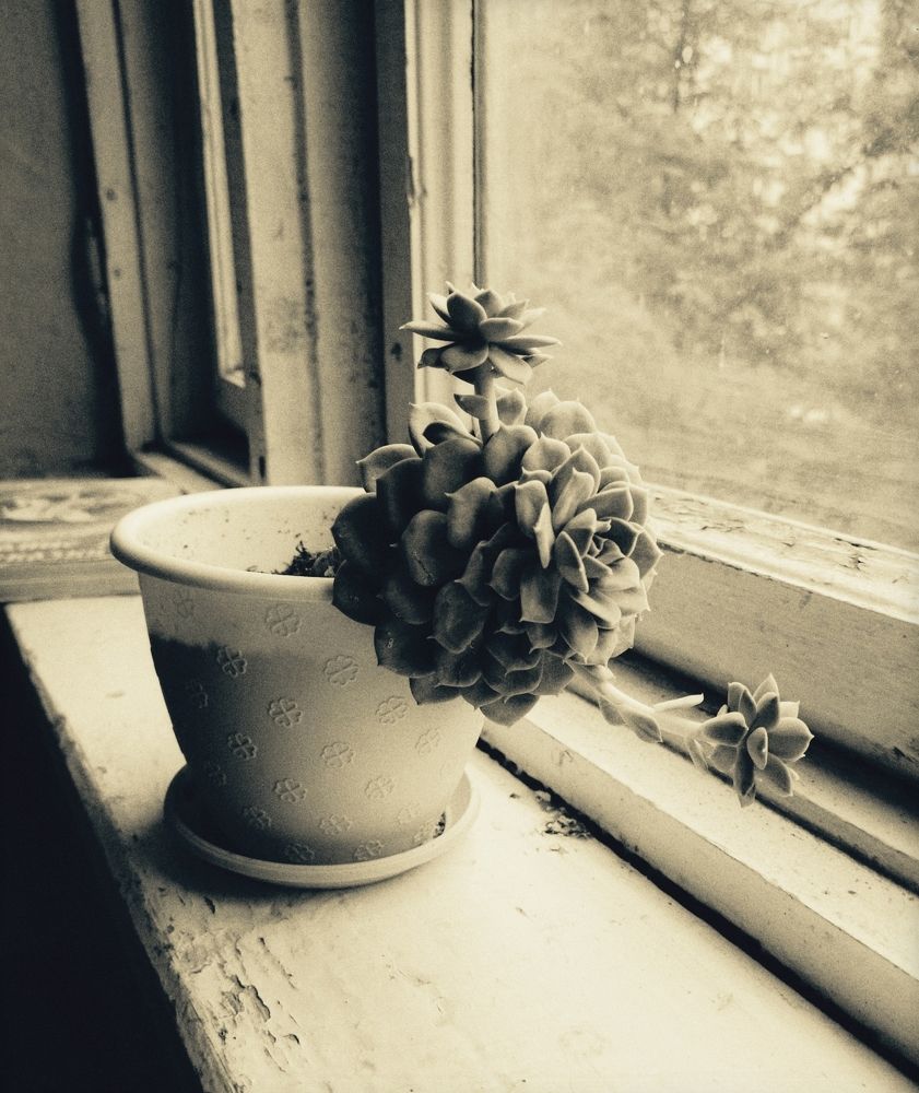 Photograph by Надежда Горчакова