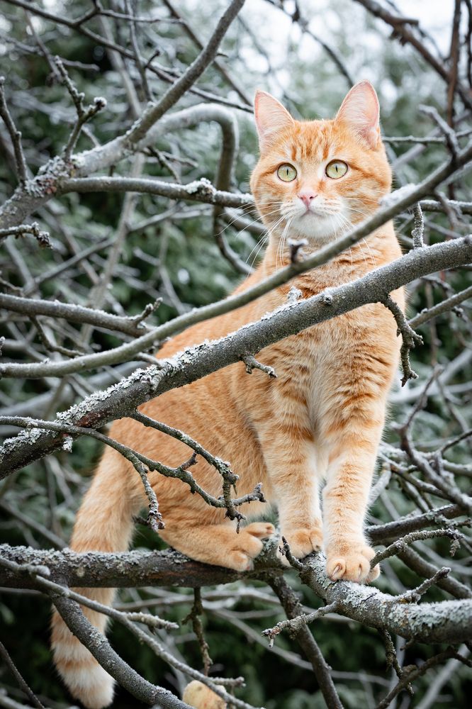 Фотография автора Елена Кошкина