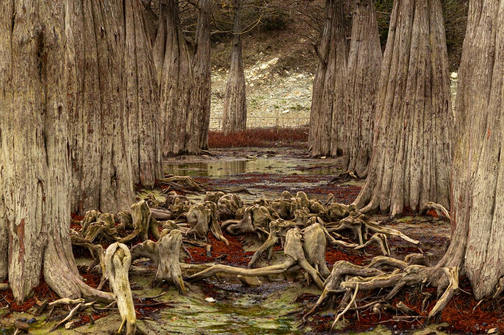 Фотография автора Елена Кошкина