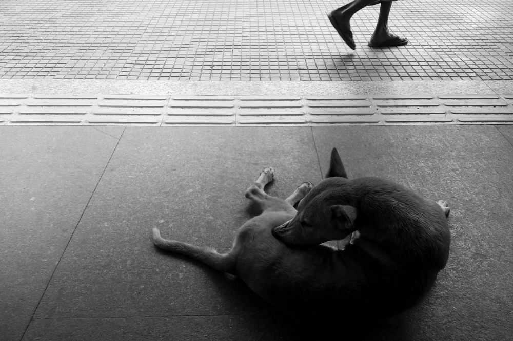 Фотография автора Subham Banerjee