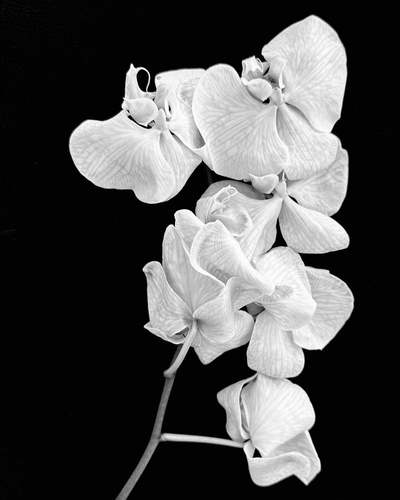 Photograph by Irina Kolotova