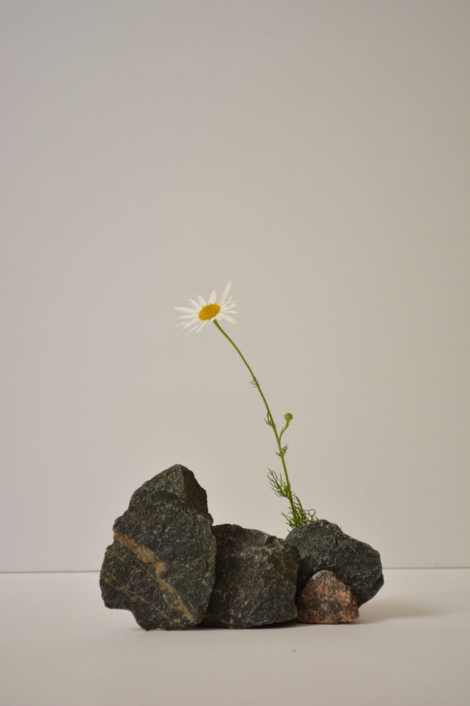 Фотография автора Ирина Дашевская