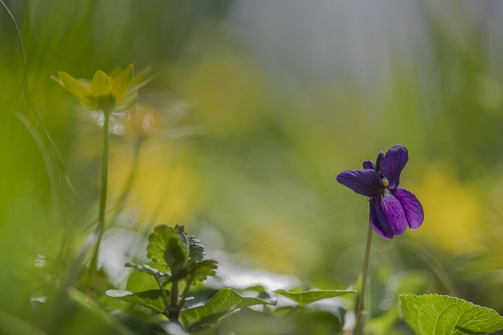 Первоцветы