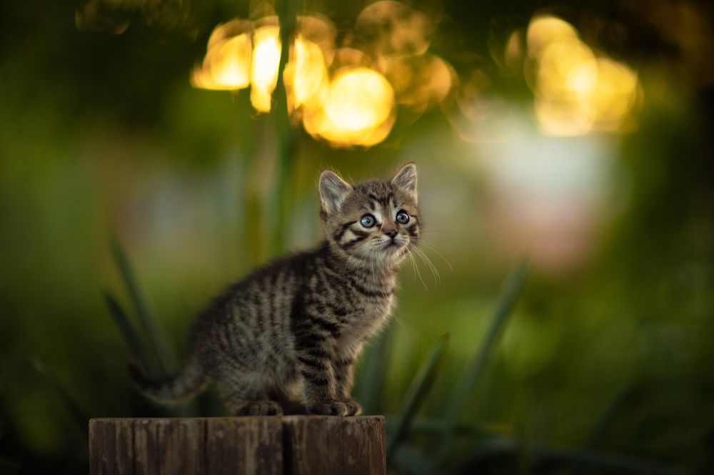 Фотография автора Коротун Юрий