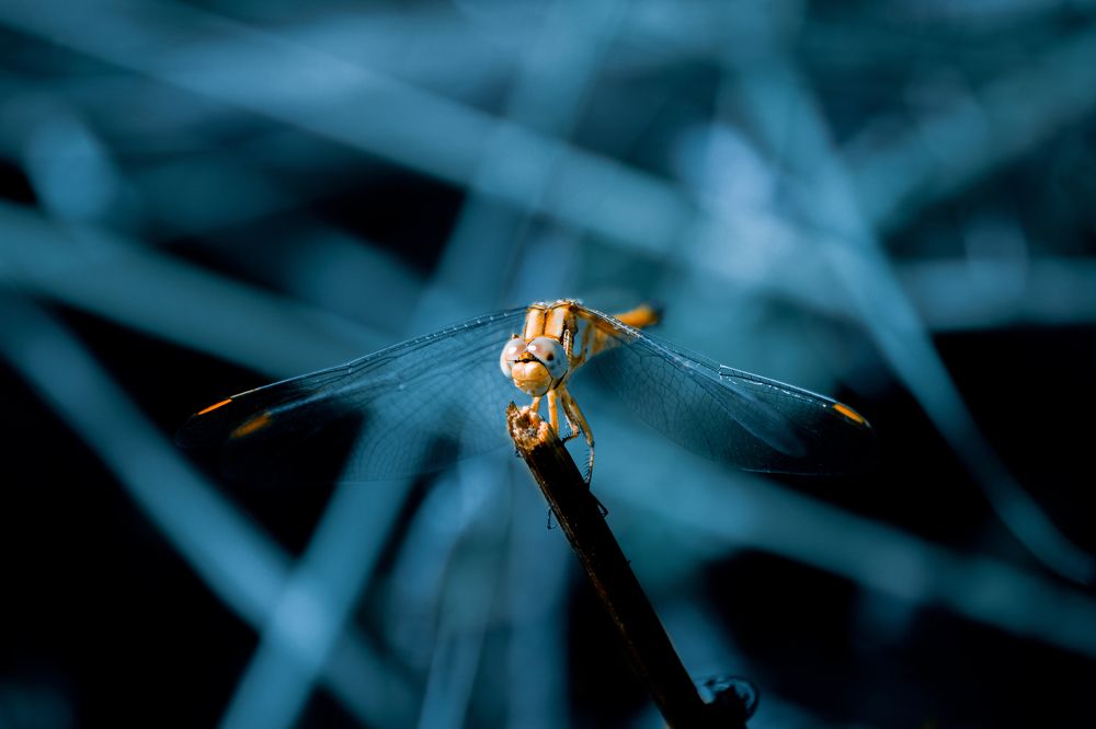 Фотография автора Mikheil Darsavelidze