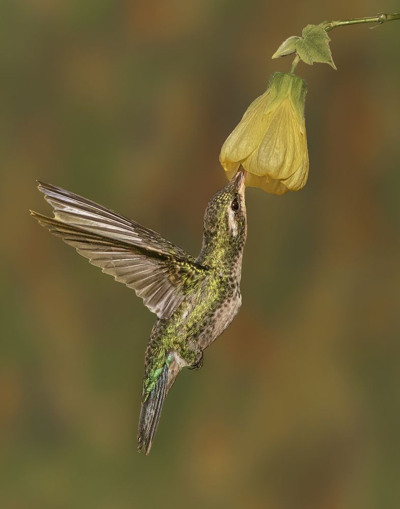 Photograph by Mario Fiorucci