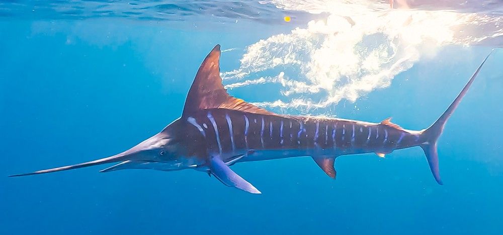 Cutting the Shiny Water