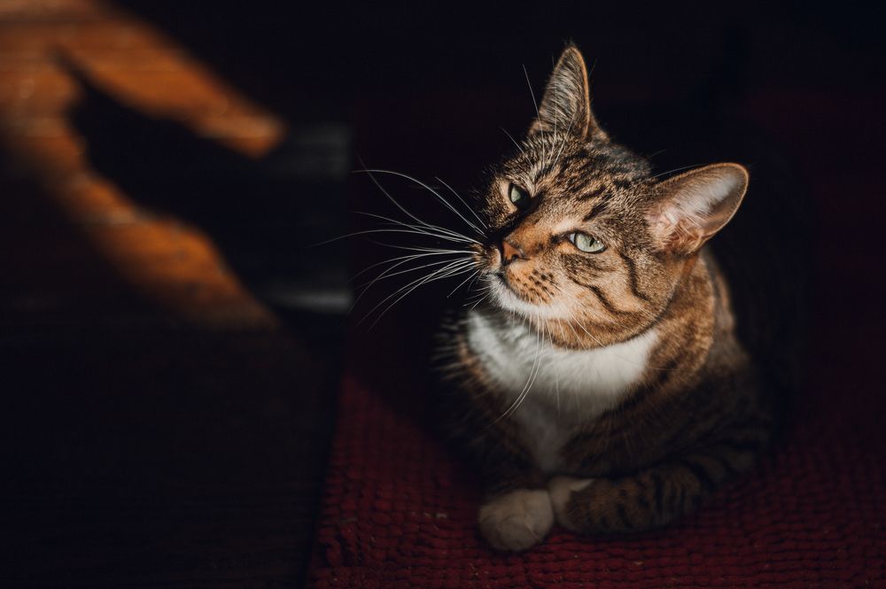 Фотография автора Anastasia Struna