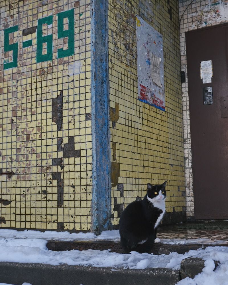 Монохромность уличных котов