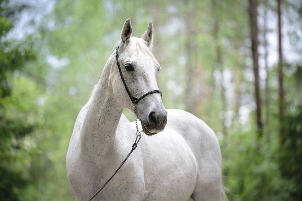 Photograph by Lesnoe Photo