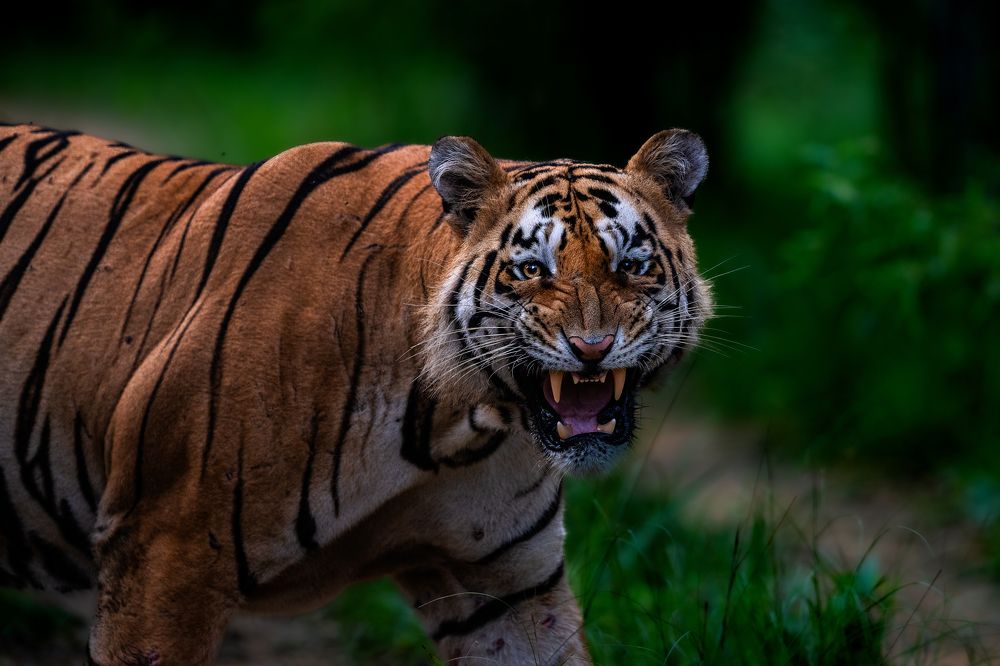 Photograph by Sai Kiran Bhagavatula