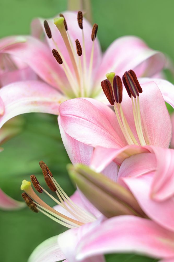 Photograph by Воинкова Ирина