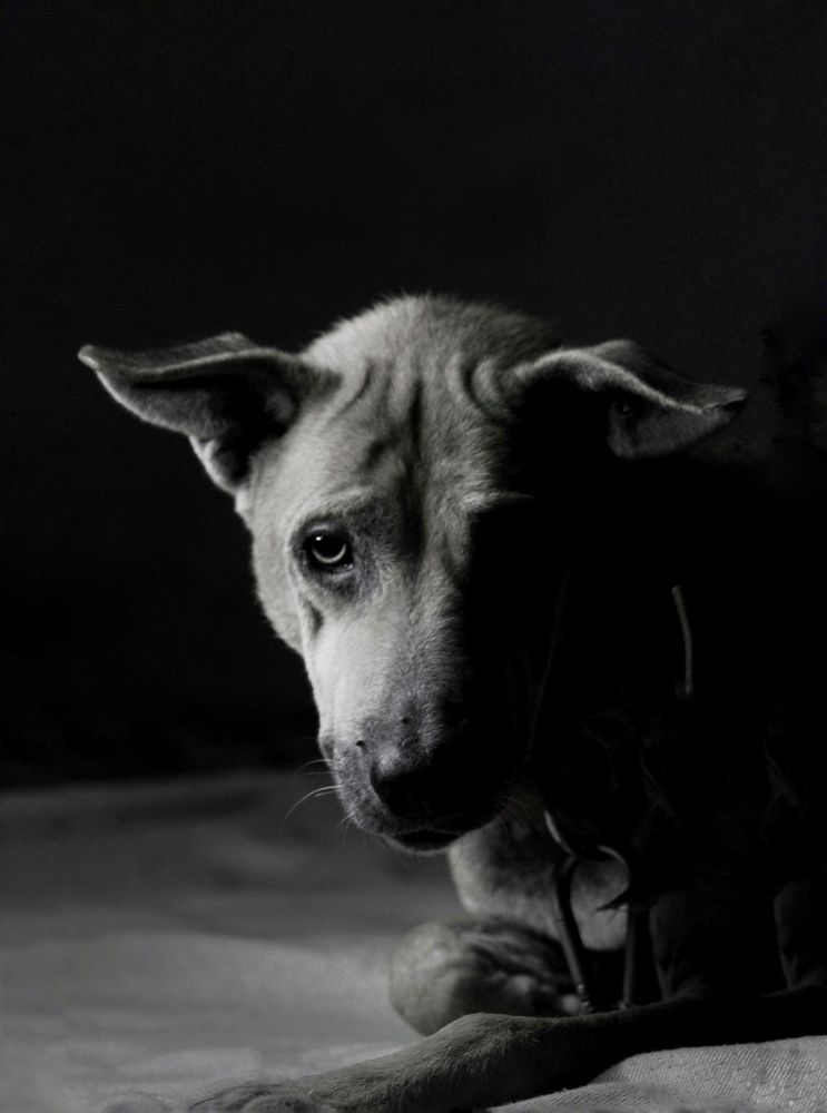 Dog from the dark