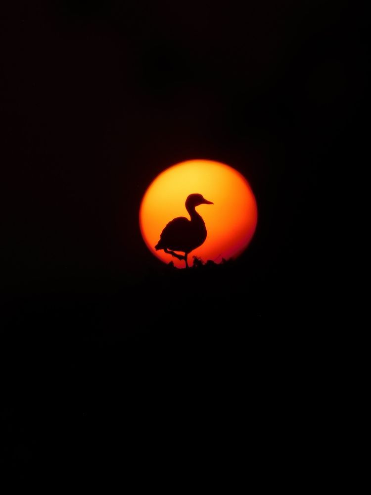 Photograph by Shiva Kumar