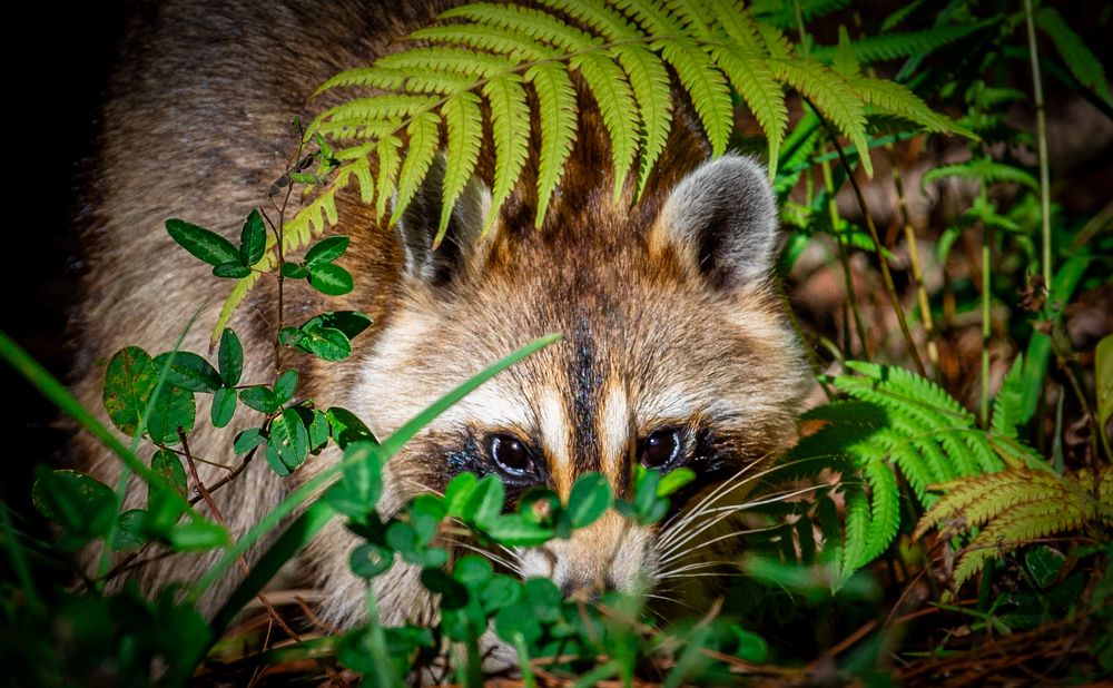 Фотография автора Anton Vorgin