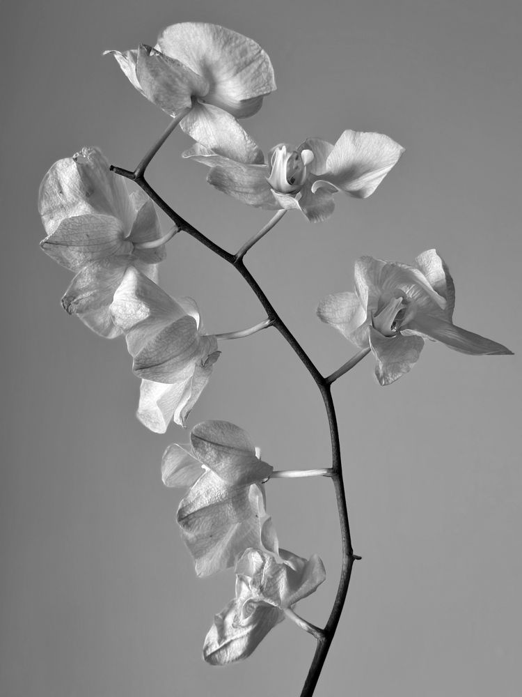 Photograph by Irina Kolotova