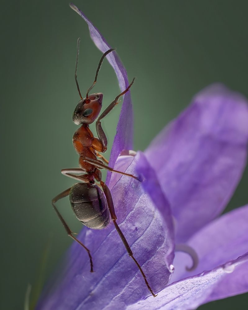 Photograph by Людмила Железнова