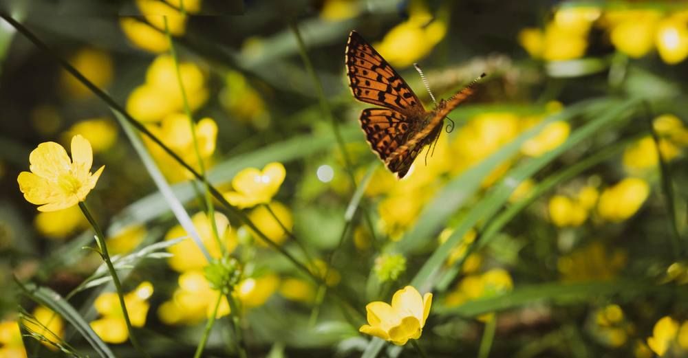 Photograph by Svetlana Gubanova