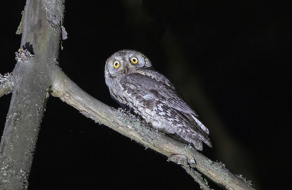 Не спится ночью сплюшке