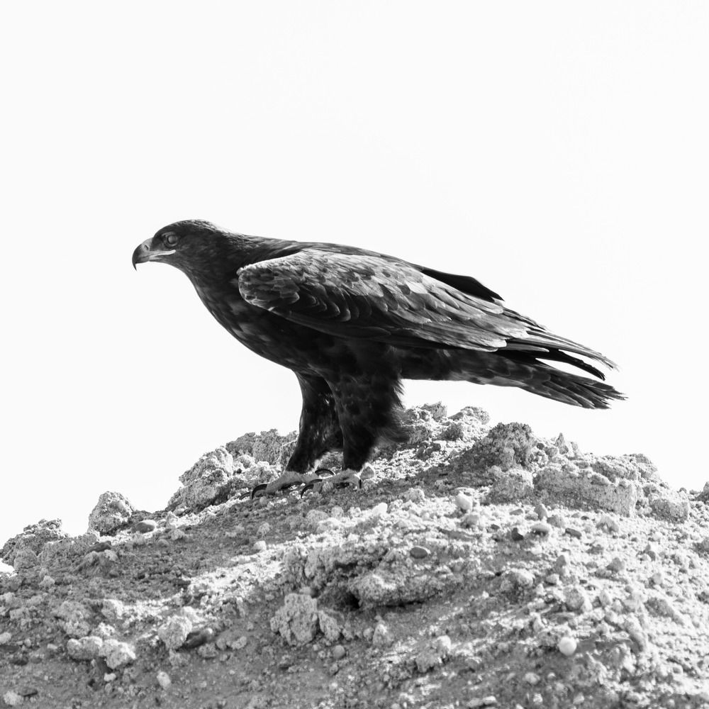 Steppe eagle