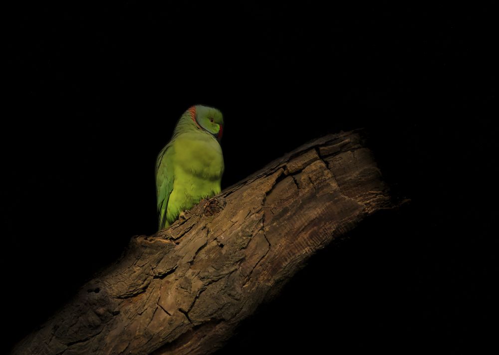 Photograph by Anshuman Tiwari