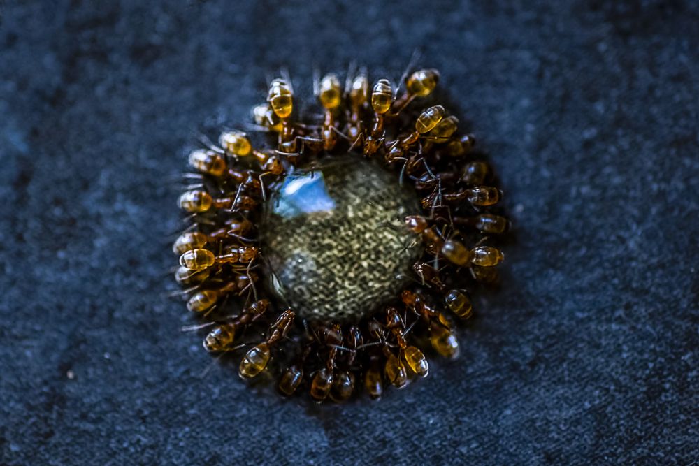 Фотография автора Ramin Barzegar