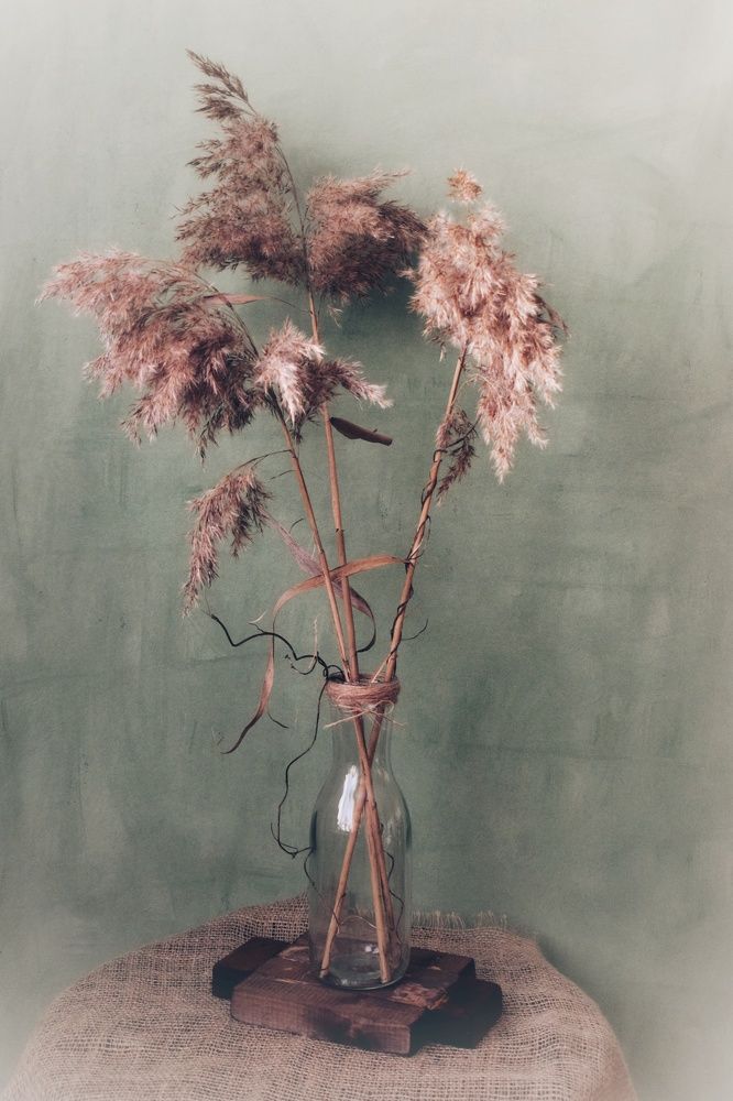 Тростник обыкновенный.