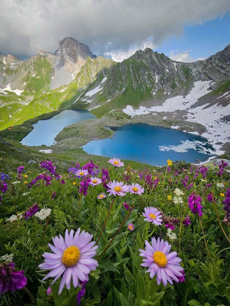 Цветы Кавказа