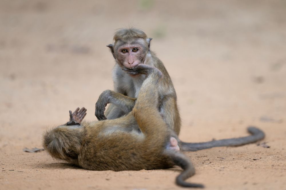 Double the mischief, double the fun