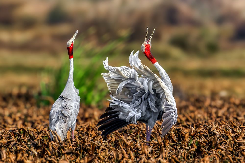 Photograph by Samir Sachdeva