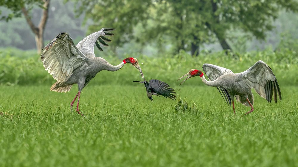 Photograph by Samir Sachdeva