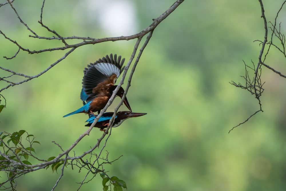 Photograph by Indika Kulathunga