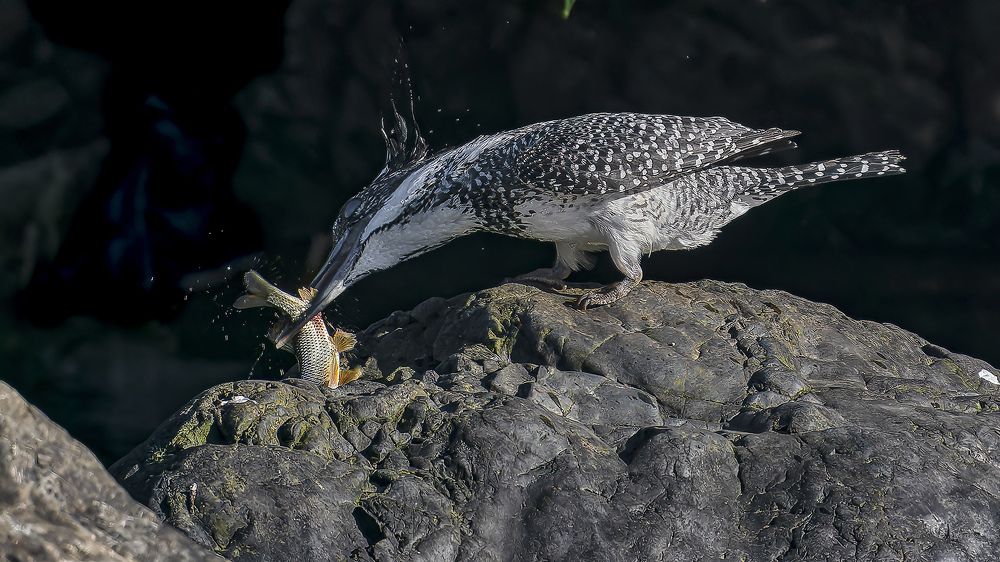 Photograph by Samir Sachdeva
