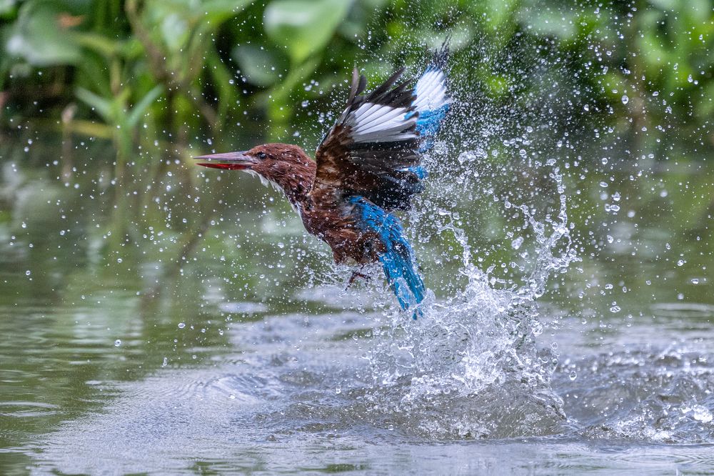 Photograph by Indika Prasad
