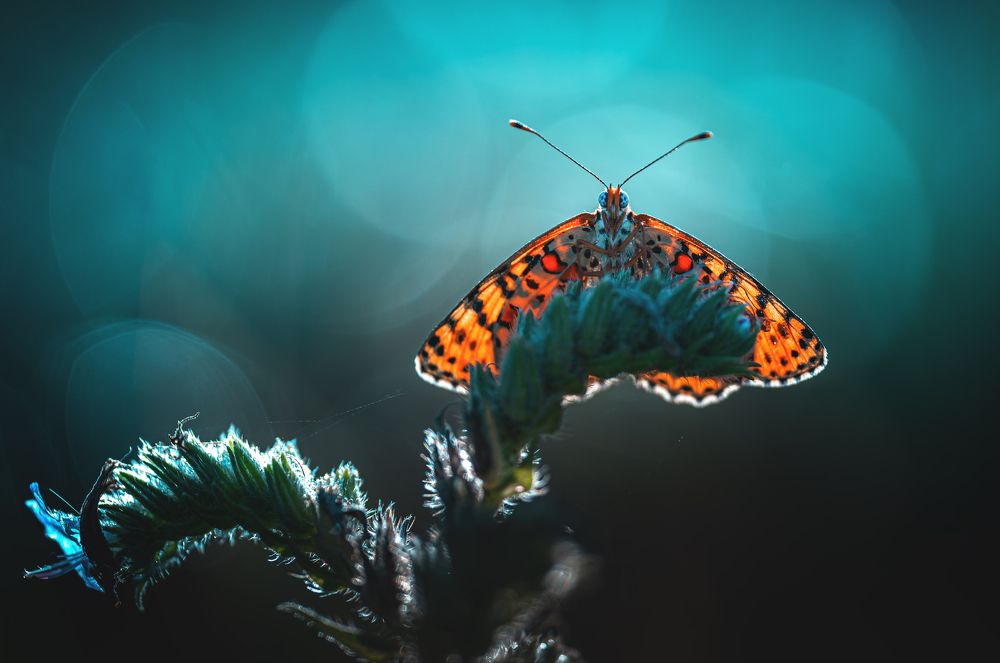 Фотография автора Andreas Vomacka