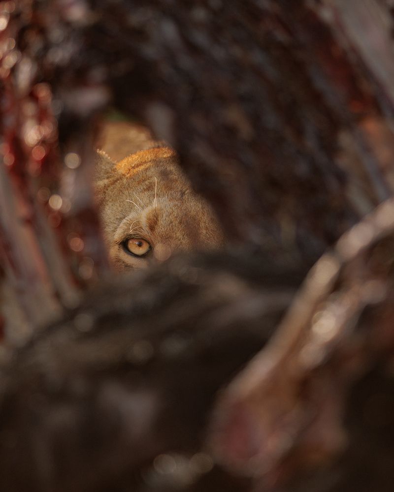 Photograph by Amir Khatri