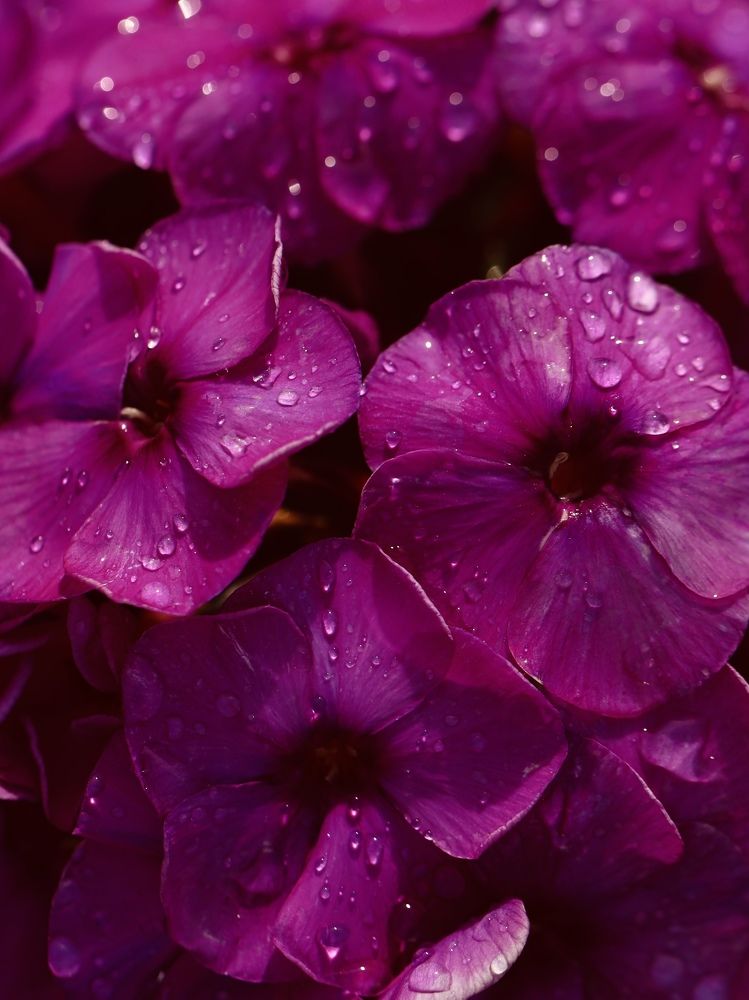 Photograph by Рина Серёгина