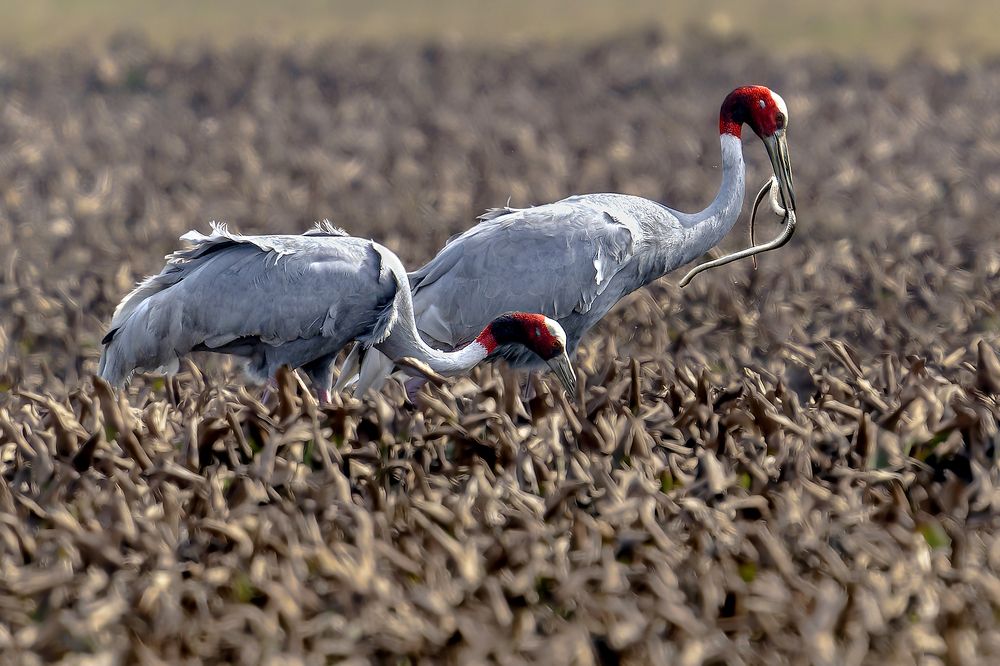 Photograph by Samir Sachdeva