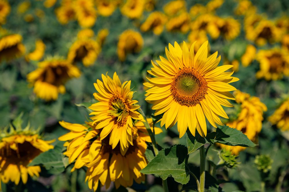 Photograph by Наталия