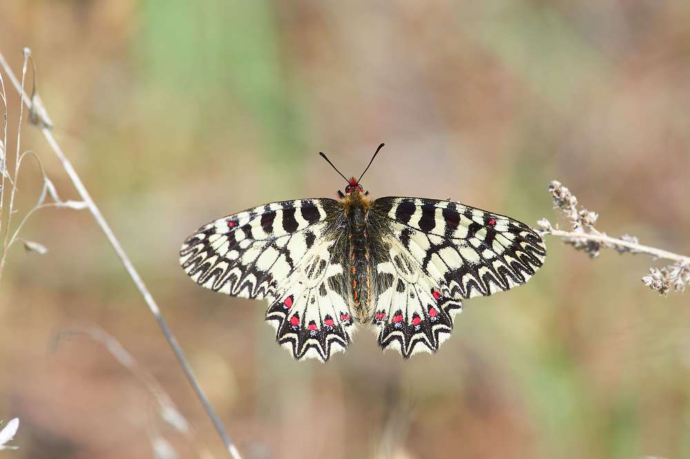 Photograph by Павел Сторчилов