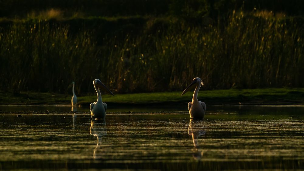 Фотография автора Sandip Mondal