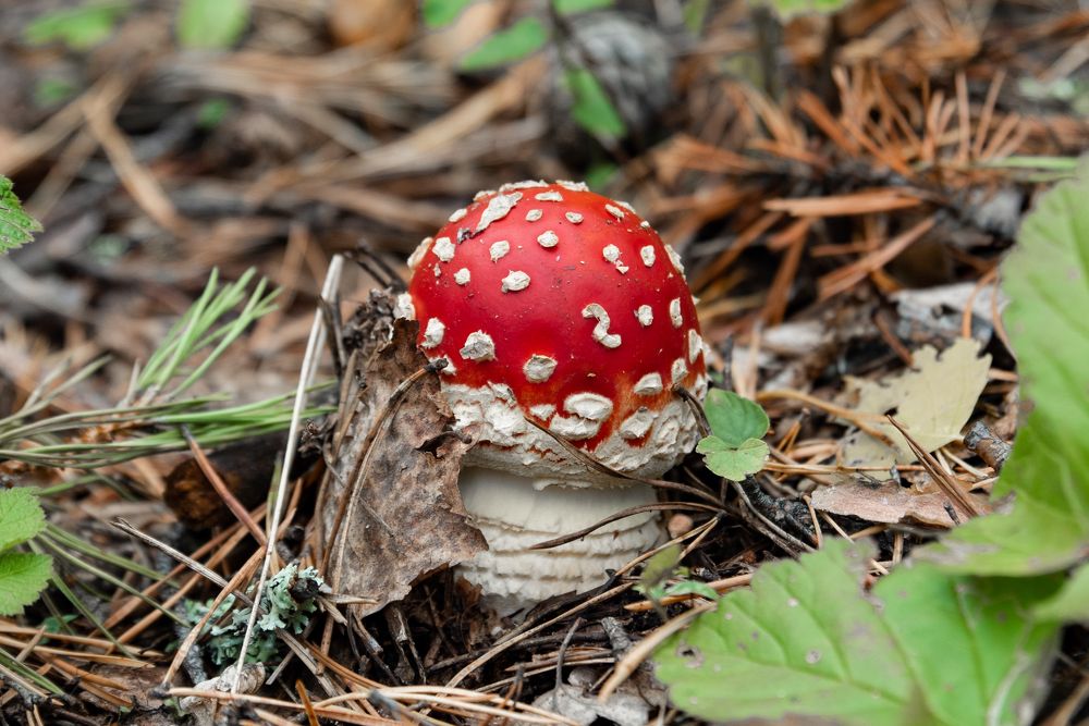 Photograph by Наталия