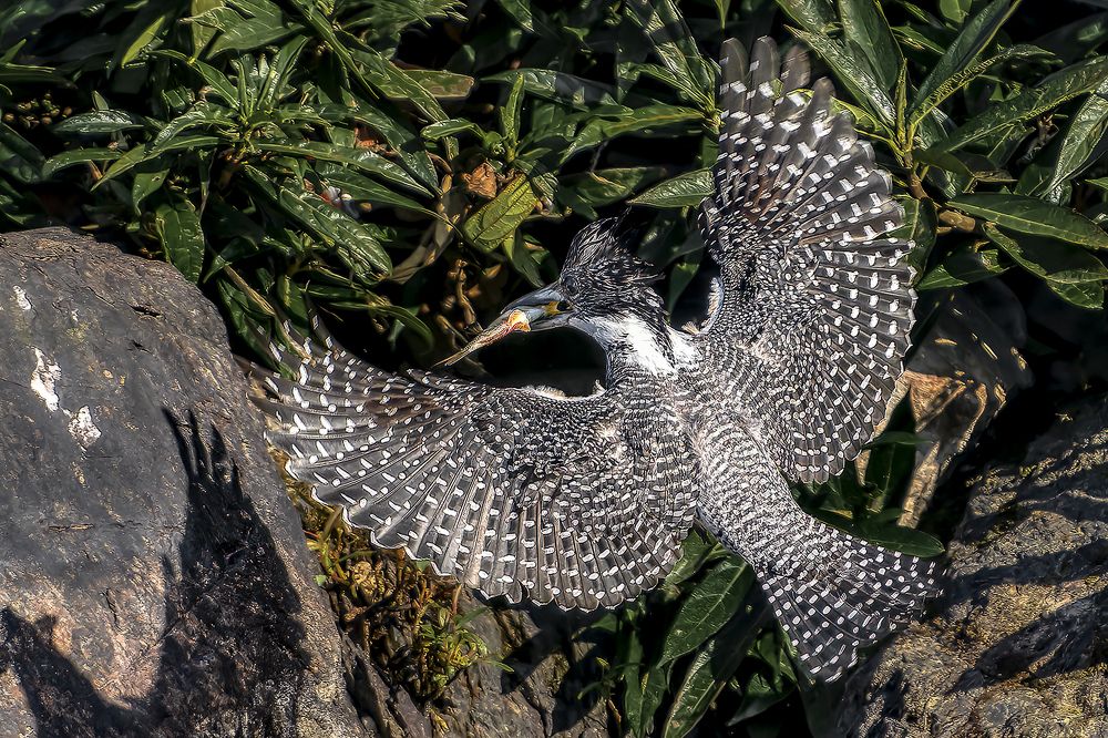 Photograph by Samir Sachdeva