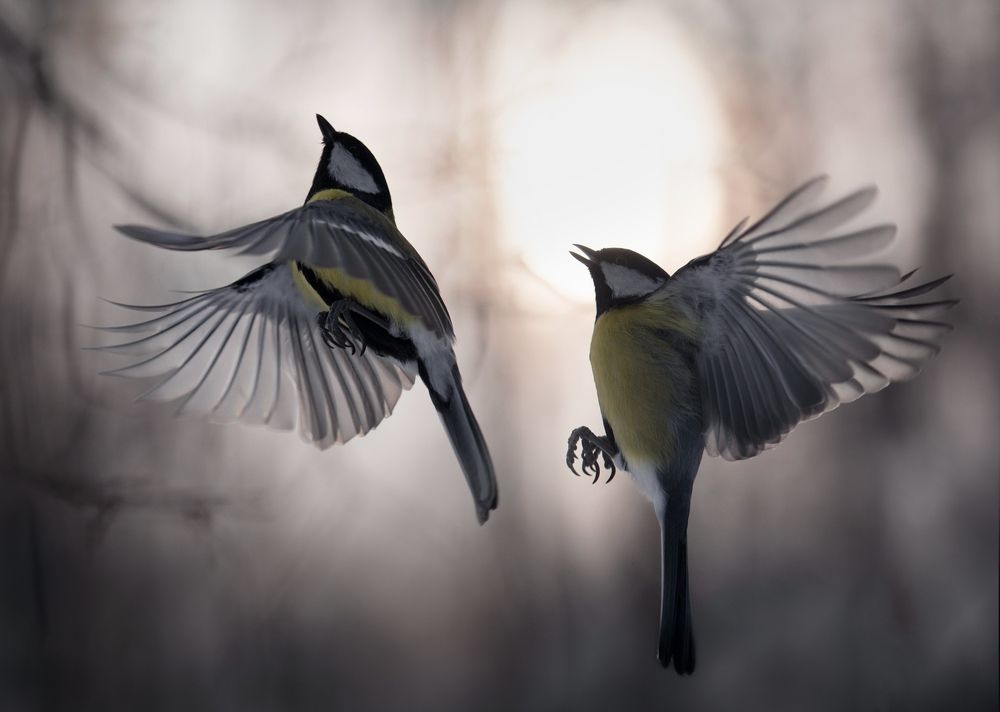 Photograph by Баранов Олег