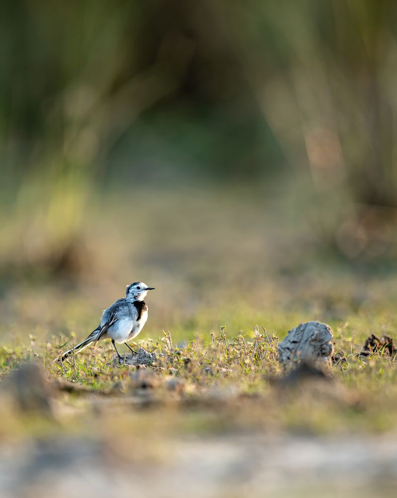 Фотография автора Sandip Mondal