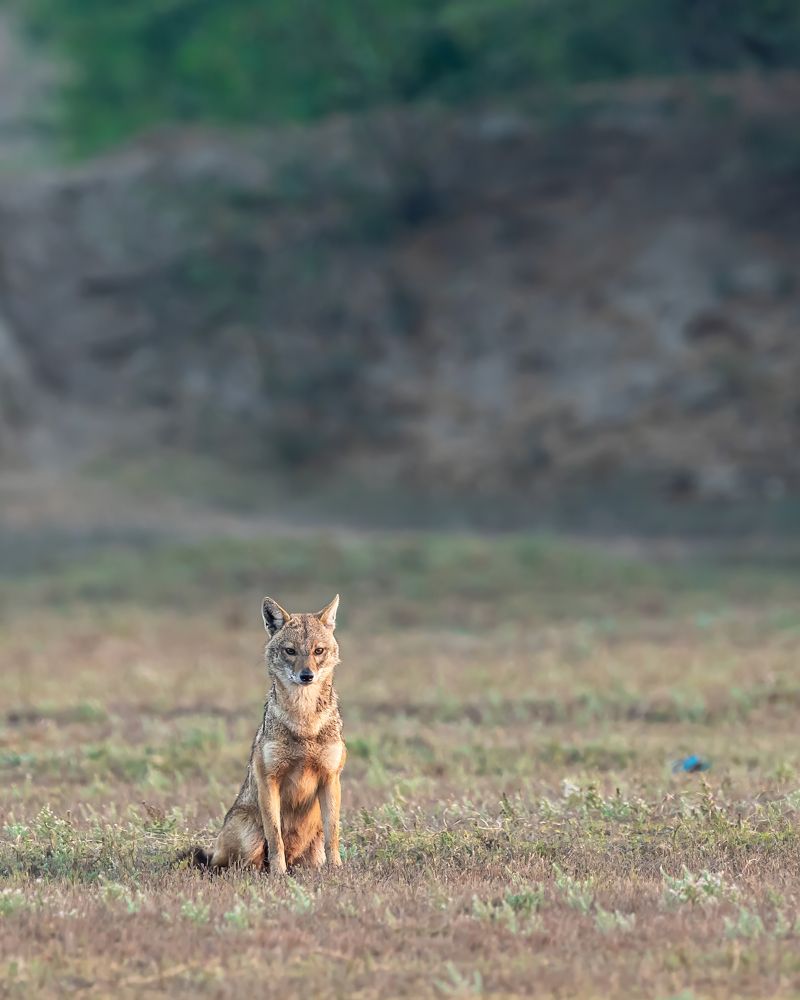 Фотография автора Sandip Mondal
